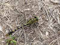 Gomphe à pinces (Onychogomphus forcipatus)