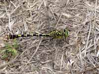 Gomphe à pinces (Onychogomphus forcipatus)