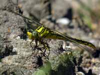 Gomphe semblable (Gomphus simillimus)