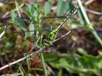 Gomphe serpentin (Ophiogomphus cecilia)