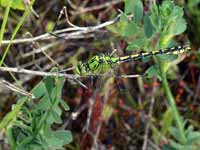 Gomphe serpentin (Ophiogomphus cecilia)