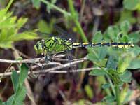 Gomphe serpentin (Ophiogomphus cecilia)