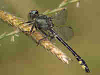 Gomphe vulgaire (Gomphus vulgatissimus)