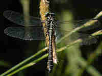 Gomphe vulgaire (Gomphus vulgatissimus)