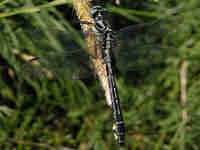 Gomphe vulgaire (Gomphus vulgatissimus)