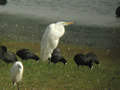 Grande Aigrette Ardea alba