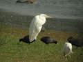 Grande Aigrette Ardea alba