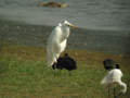 Grande Aigrette Ardea alba