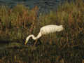 Grande Aigrette Ardea alba