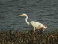 Grande Aigrette Ardea alba