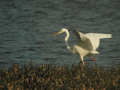 Grande Aigrette Ardea alba