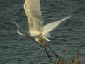 Grande Aigrette Ardea alba