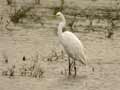 Grande Aigrette Ardea alba