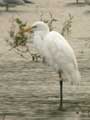 Grande Aigrette Ardea alba