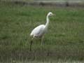 Grande Aigrette Ardea alba