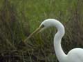 Grande Aigrette Ardea alba