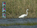 Grande Aigrette Ardea alba