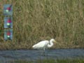 Grande Aigrette Ardea alba