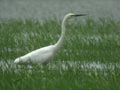 Grande Aigrette Ardea alba