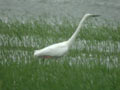 Grande Aigrette Ardea alba