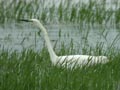 Grande Aigrette Ardea alba