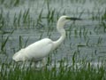 Grande Aigrette Ardea alba