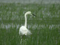 Grande Aigrette Ardea alba