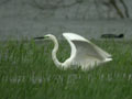 Grande Aigrette Ardea alba