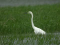 Grande Aigrette Ardea alba