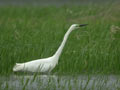 Grande Aigrette Ardea alba