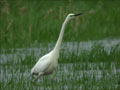 Grande Aigrette Ardea alba