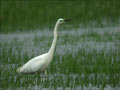 Grande Aigrette Ardea alba