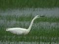 Grande Aigrette Ardea alba