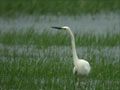 Grande Aigrette Ardea alba