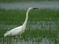 Grande Aigrette Ardea alba