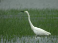 Grande Aigrette Ardea alba