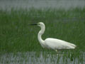 Grande Aigrette Ardea alba