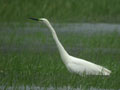 Grande Aigrette Ardea alba