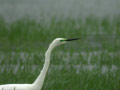 Grande Aigrette Ardea alba