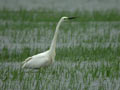 Grande Aigrette Ardea alba