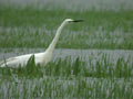 Grande Aigrette Ardea alba