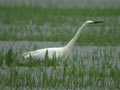 Grande Aigrette Ardea alba