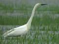 Grande Aigrette Ardea alba