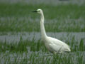 Grande Aigrette Ardea alba