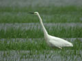 Grande Aigrette Ardea alba