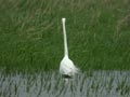 Grande Aigrette Ardea alba