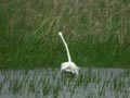 Grande Aigrette Ardea alba