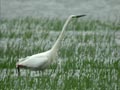 Grande Aigrette Ardea alba