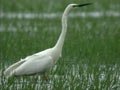 Grande Aigrette Ardea alba