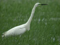 Grande Aigrette Ardea alba